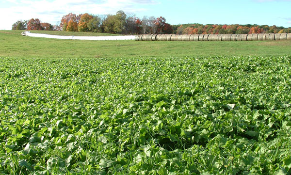 Growing Annuals 071612_annuals_grazing3